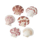Hobbyfun Set Muscheln II, circa 50g